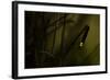 Glowworm (Lampyris Noctiluca) at Night, Cambridgeshire, England, UK, August-Paul Hobson-Framed Photographic Print