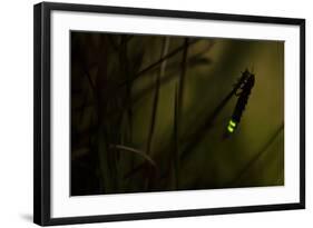 Glowworm (Lampyris Noctiluca) at Night, Cambridgeshire, England, UK, August-Paul Hobson-Framed Photographic Print