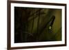 Glowworm (Lampyris Noctiluca) at Night, Cambridgeshire, England, UK, August-Paul Hobson-Framed Photographic Print