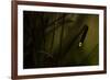 Glowworm (Lampyris Noctiluca) at Night, Cambridgeshire, England, UK, August-Paul Hobson-Framed Photographic Print