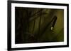 Glowworm (Lampyris Noctiluca) at Night, Cambridgeshire, England, UK, August-Paul Hobson-Framed Photographic Print