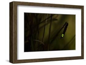 Glowworm (Lampyris Noctiluca) at Night, Cambridgeshire, England, UK, August-Paul Hobson-Framed Photographic Print