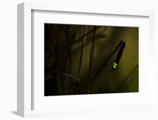 Glowworm (Lampyris Noctiluca) at Night, Cambridgeshire, England, UK, August-Paul Hobson-Framed Photographic Print