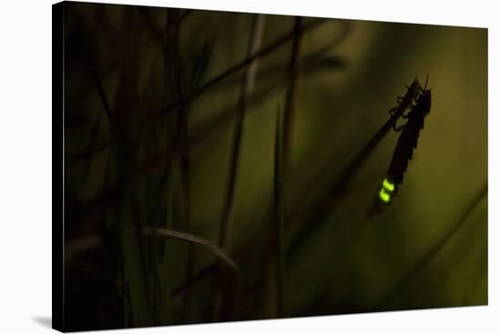 Glowworm (Lampyris Noctiluca) at Night, Cambridgeshire, England, UK, August-Paul Hobson-Stretched Canvas