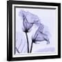 Gloxina-Steven N^ Meyers-Framed Art Print