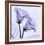 Gloxina-Steven N^ Meyers-Framed Art Print