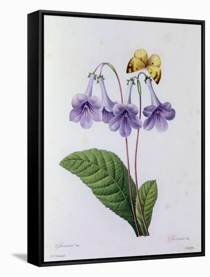 Gloxinia (Coloured Engraving)-Pierre-Joseph Redouté-Framed Stretched Canvas