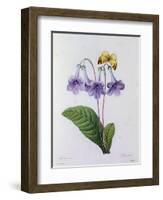 Gloxinia (Coloured Engraving)-Pierre-Joseph Redouté-Framed Giclee Print