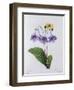 Gloxinia (Coloured Engraving)-Pierre-Joseph Redouté-Framed Giclee Print