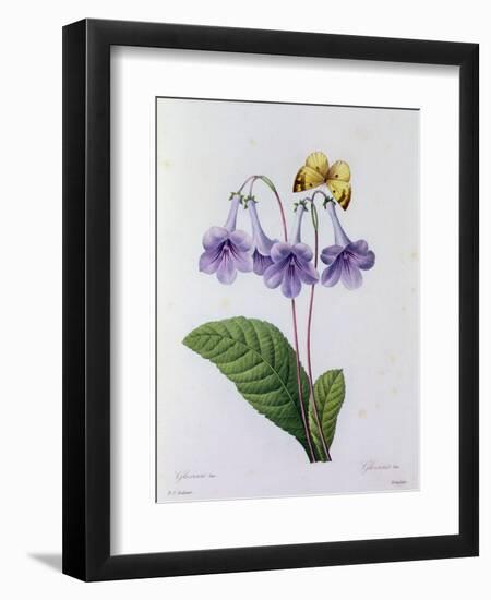 Gloxinia (Coloured Engraving)-Pierre-Joseph Redouté-Framed Giclee Print