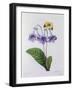 Gloxinia (Coloured Engraving)-Pierre-Joseph Redouté-Framed Giclee Print