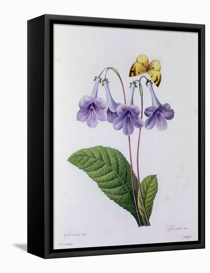 Gloxinia (Coloured Engraving)-Pierre-Joseph Redouté-Framed Stretched Canvas