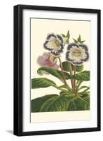 Gloxinia Garden I-Van Houtt-Framed Art Print