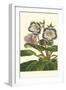 Gloxinia Garden I-Van Houtt-Framed Art Print