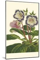 Gloxinia Garden I-Van Houtt-Mounted Art Print