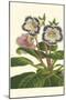 Gloxinia Garden I-Van Houtt-Mounted Art Print