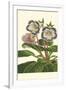 Gloxinia Garden I-Van Houtt-Framed Art Print