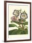 Gloxinia Garden I-Van Houtt-Framed Art Print