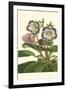 Gloxinia Garden I-Van Houtt-Framed Art Print