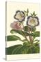 Gloxinia Garden I-Van Houtt-Stretched Canvas