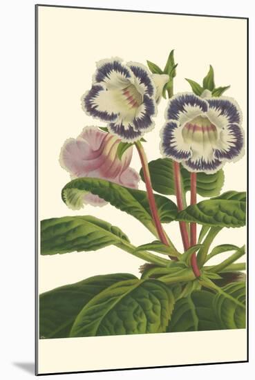 Gloxinia Garden I-Van Houtt-Mounted Art Print