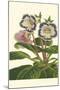 Gloxinia Garden I-Van Houtt-Mounted Art Print