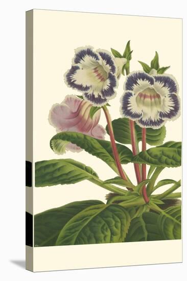 Gloxinia Garden I-Van Houtt-Stretched Canvas