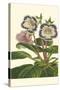 Gloxinia Garden I-Van Houtt-Stretched Canvas