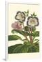 Gloxinia Garden I-Van Houtt-Framed Art Print