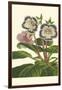 Gloxinia Garden I-Van Houtt-Framed Art Print