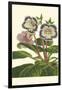 Gloxinia Garden I-Van Houtt-Framed Art Print