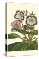 Gloxinia Garden I-Van Houtt-Stretched Canvas