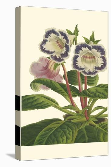 Gloxinia Garden I-Van Houtt-Stretched Canvas