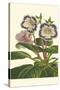 Gloxinia Garden I-Van Houtt-Stretched Canvas