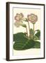 Gloxinia Garden II-Van Houtt-Framed Art Print