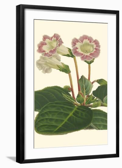 Gloxinia Garden II-Van Houtt-Framed Art Print