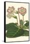 Gloxinia Garden II-Van Houtt-Framed Stretched Canvas