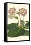 Gloxinia Garden II-Van Houtt-Framed Stretched Canvas