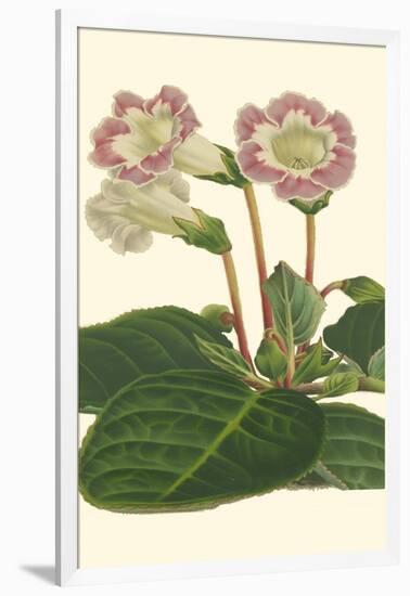 Gloxinia Garden II-Van Houtt-Framed Art Print