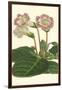 Gloxinia Garden II-Van Houtt-Framed Art Print