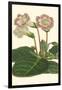 Gloxinia Garden II-Van Houtt-Framed Art Print