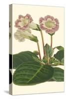 Gloxinia Garden II-Van Houtt-Stretched Canvas