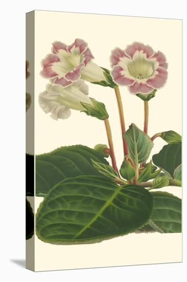 Gloxinia Garden II-Van Houtt-Stretched Canvas