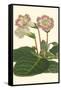 Gloxinia Garden II-Van Houtt-Framed Stretched Canvas