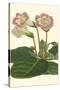 Gloxinia Garden II-Van Houtt-Stretched Canvas