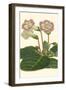 Gloxinia Garden II-Van Houtt-Framed Art Print