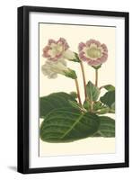 Gloxinia Garden II-Van Houtt-Framed Art Print