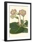 Gloxinia Garden II-Van Houtt-Framed Art Print