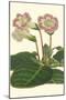 Gloxinia Garden II-Van Houtt-Mounted Art Print