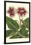 Gloxinia Garden III-Van Houtt-Framed Art Print